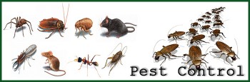 Organic Pest Control Canberra