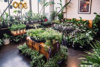 Melbourne - Huge Indoor Plant Warehouse 