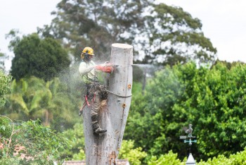 Best Tree Stump Removal in Castlemaine