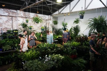 Sydney - Huge Indoor Plant Sale