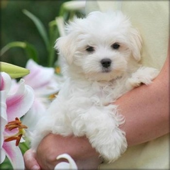 Stunning White Teacup Maltese Pups