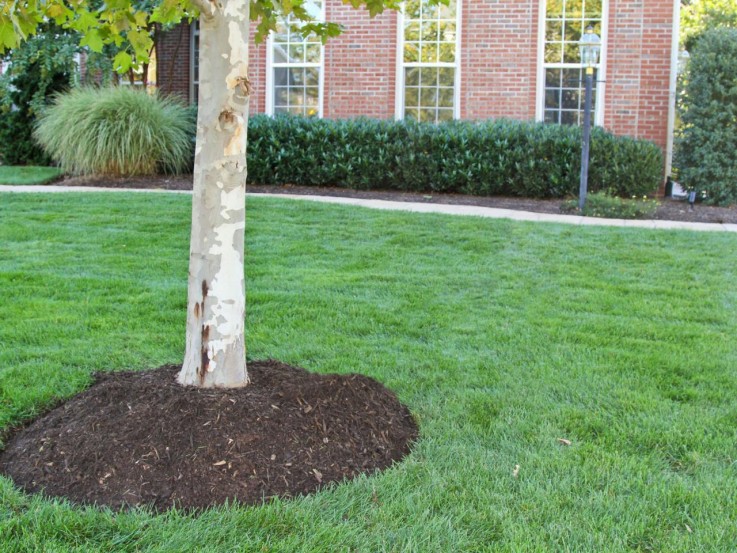 Avail Free Mulch in Hills District 