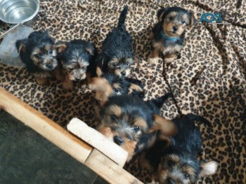 Beautiful tiny Yorkshire terrier puppies