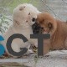 CHOW CHOW PUPPIES FOR SALE