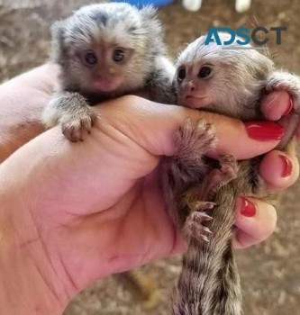 capuchin monkeys for adoption