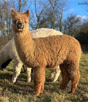 Alpacas - all beautiful friendly and you