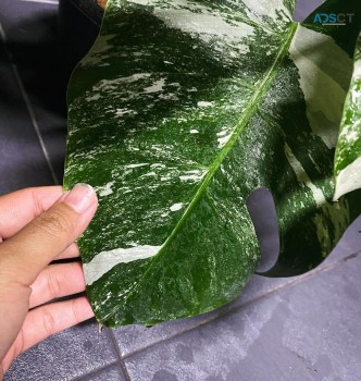 monstera plant for sale