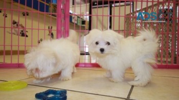cute Maltese puppies for sale 