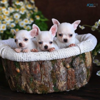 Beautiful chihuahua puppies for sale