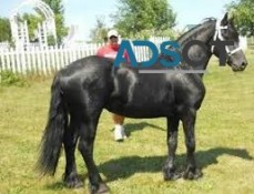 Friesian gelding black horse available 