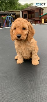 Well Trained Cockapoo Puppies
