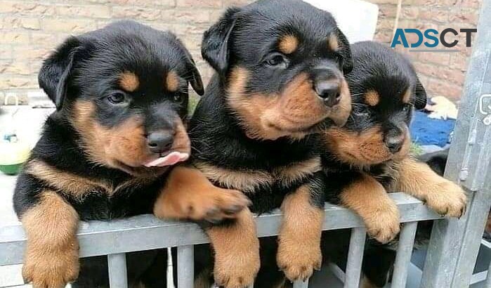 1male and 2females Rottweiler Puppies.