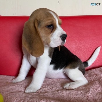 Beagle Puppies - Ready Now