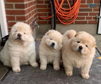 Chow chow puppies ready to go