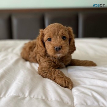 Cavoodles puppies for sale. 