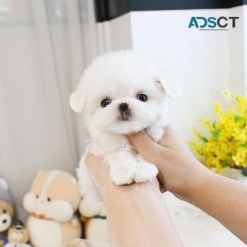  Maltese puppies for sale 
