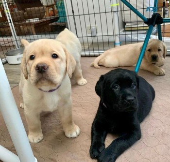 Labrador Puppies puppies for sale 
