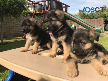 German Shepherd Pups For Caring Families