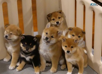 AKC Shiba Inu Puppies for sale