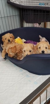 Magnificent Maltipoo Puppies 4 To Any Pe