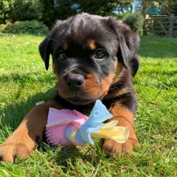 Two Rottweiler Puppies for sale