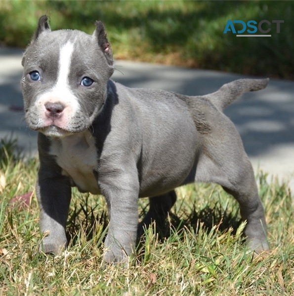 Marvelous Pitbull Puppies For Rehoming