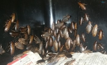 Woodies, Wood Cockroach.