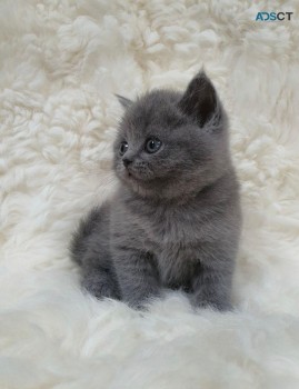 British Shorthair Kittens for sale