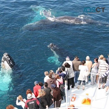 Whale Watching Season Is Here Book Your 
