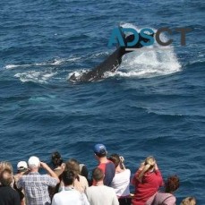 Whale Watching Tour Agencies In Australi