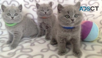 Quality British Shorthair kittens availa