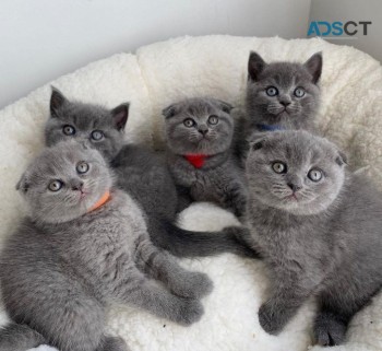 Scottish fold kittens for new home now.