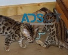 male and female Bengal kittens 