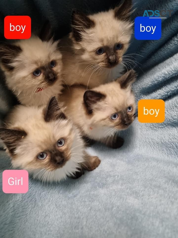 4 Ragdoll kittens for dale
