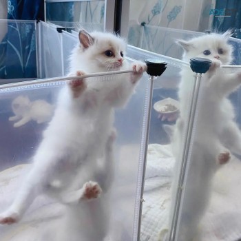 Outstanding Persian kittens
