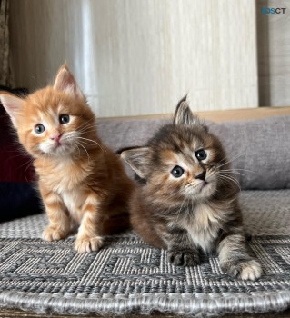  Maine Coon Kittens for sale