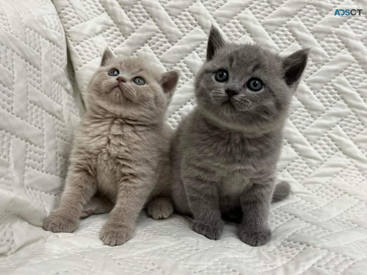 British Shorthair Kittens ready for sale
