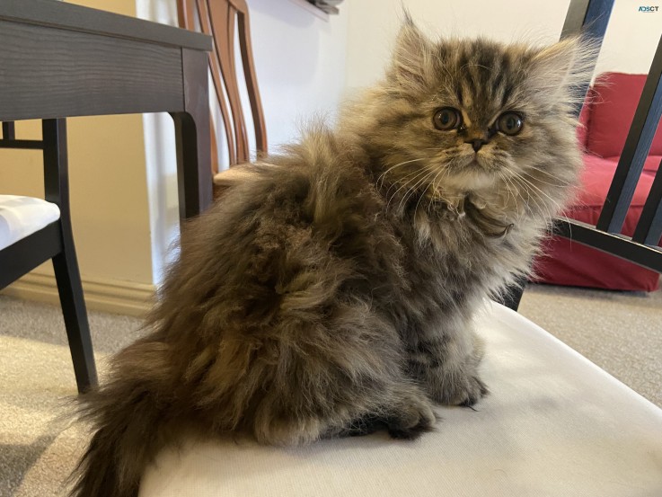 Exceptional Purebred Persian TabbyTortie