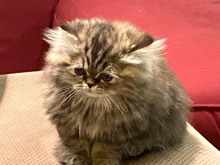 Exceptional Purebred Persian TabbyTortie