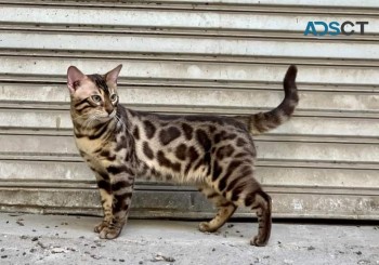 Beautiful Bengals For Sale