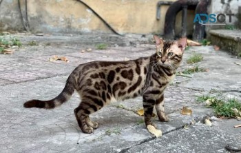 Beautiful Bengals For Sale