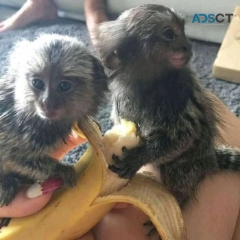 Marmoset and Capuchin monkeys