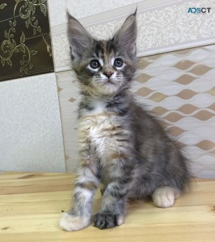 Maine coon Kittens for sale