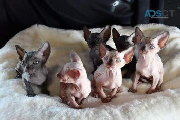 Gorgeous Sphynx Kittens For Adoption