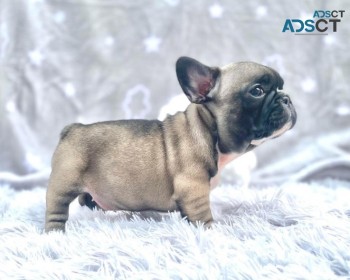 Adorable French bulldog puppies for sale