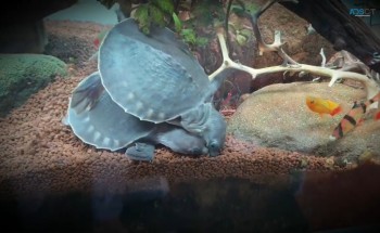 Fly River Turtle For Sale In Australia