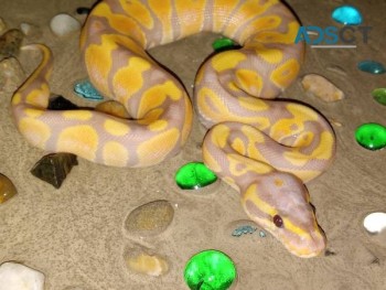 Most beautiful Ball Python Banana