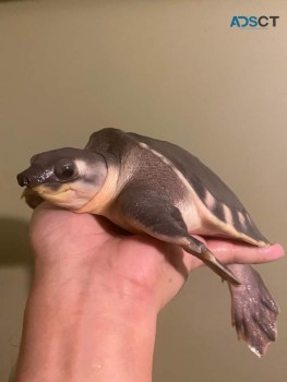 Fly River Turtle For Sale In Australia