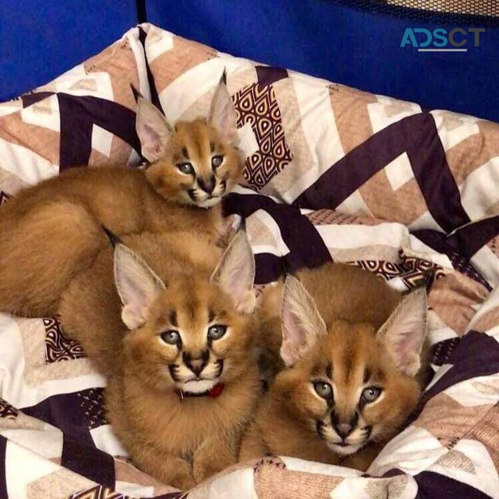 registered caracal kitten available
