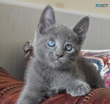 Russian  blue kitten 